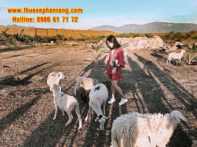 Cho thuê xe du lịch 4, 7, 16, 29 , 45 chỗ giá rẻ uy tín chuyên nghiệp đón Phan Rang Ninh Thuận đi Đồng cừu An Hòa