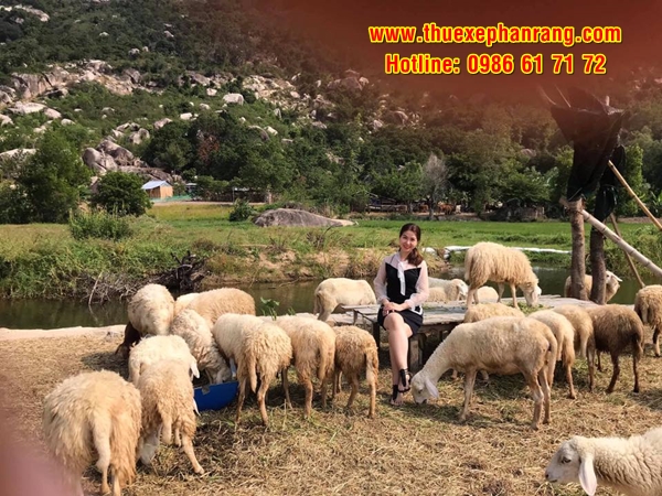 Thuê xe du lịch đời mới chất lượng cao ở Thuê Xe Phan Rang đi tham quan Đồng cừu Sơn Hải