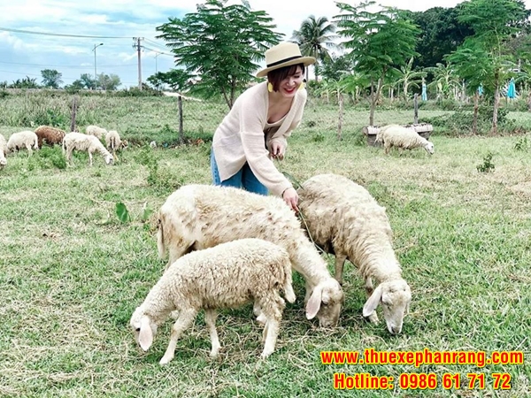 Dịch vụ cho thuê xe tham quan du lịch Đồng cừu Sơn Hải đời mới, giá rẻ tại Phan Rang Ninh Thuận