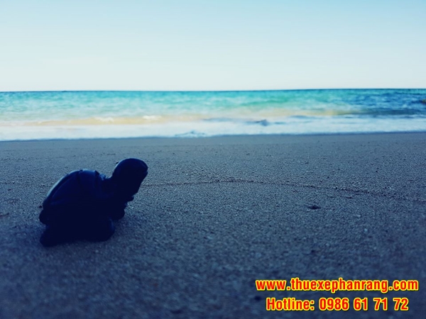 Cho thuê xe ô tô du lịch giá rẻ, chất lượng cao tại Phan Rang Ninh Thuận đi Bãi Hỏm (Bãi Rùa)