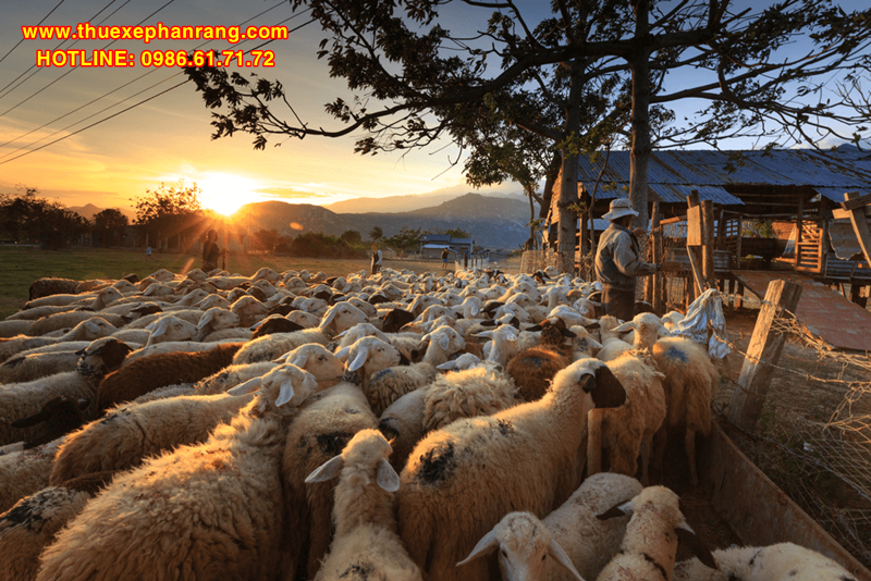 LandTour du lịch Ninh Chữ, Ninh Thuận sẽ đưa bạn đến Đồng cừu An Hòa