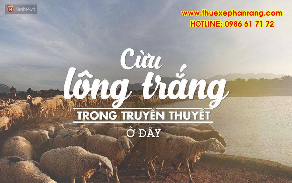 Thuê xe Phan Rang đi du lịch Đồng cừu An Hòa luôn cung cấp xe chất lượng cao giá rẻ cho khách hàng