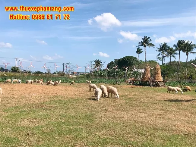 Cho thuê xe ô tô du lịch giá rẻ, chất lượng cao tại Phan Rang Ninh Thuận đi Đồng cừu An Hòa