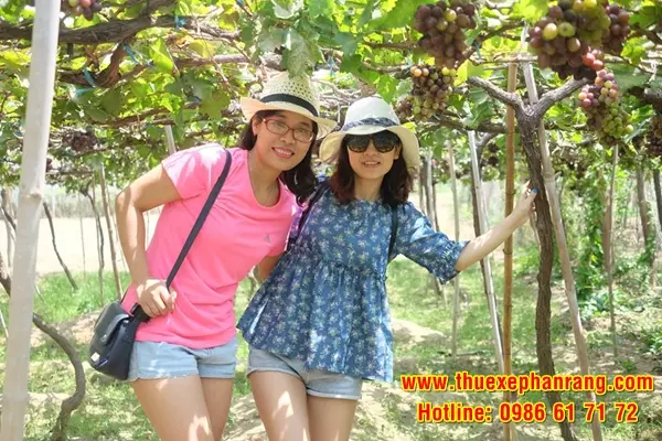 Du khách vui vẻ khi được trải nghiệm và chụp hình trải nghiệm tham quan vườn nho Thái An