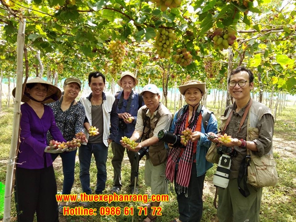 Dịch vụ cho thuê xe tham quan du lịch Vườn nho Thái An đời mới, giá rẻ tại Phan Rang Ninh Thuận